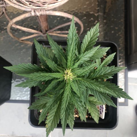 Sin Tra Bajo #1 growlog timeline photo