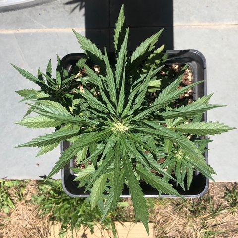 Nefertiti #1 growlog timeline photo