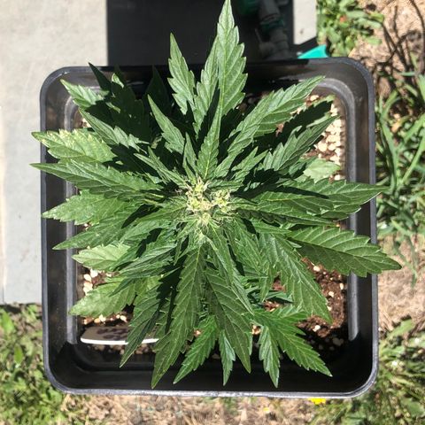 Sin Tra Bajo #1 growlog timeline photo