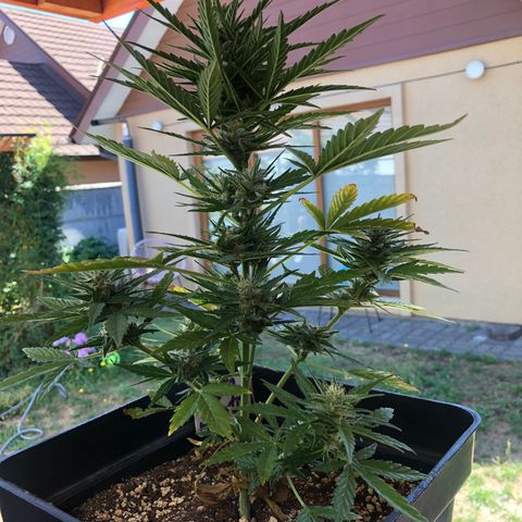 Nefertiti #1 growlog timeline photo