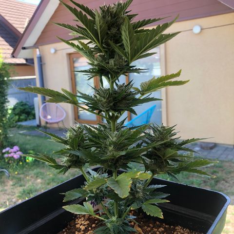 Sin Tra Bajo #1 growlog timeline photo