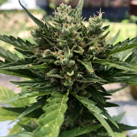 Sin Tra Bajo #1 growlog photo: Segundo lavado de raíces 