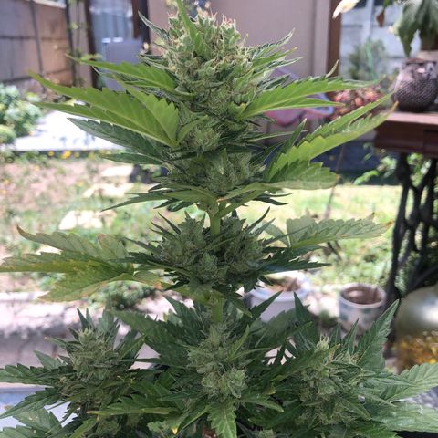 Sin Tra Bajo #1 growlog photo: Segundo lavado de raíces 