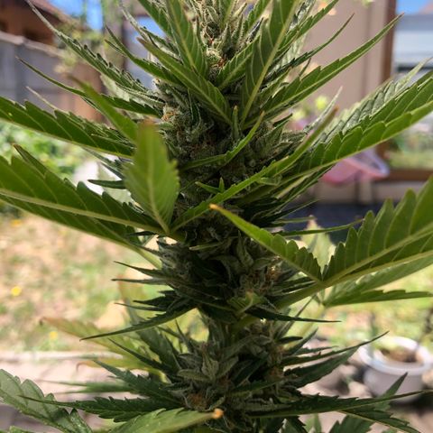 Nefertiti #1 growlog photo: Segundo lavado de raíces 