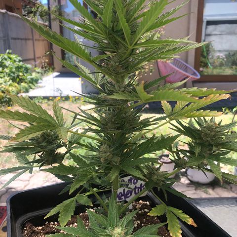 Nefertiti #1 growlog photo: Segundo lavado de raíces 