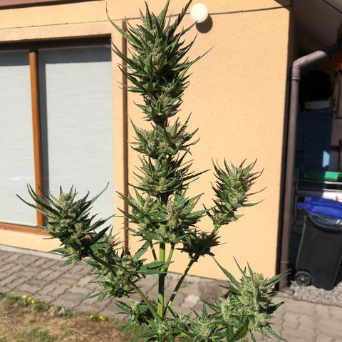 Nefertiti #1 growlog timeline photo