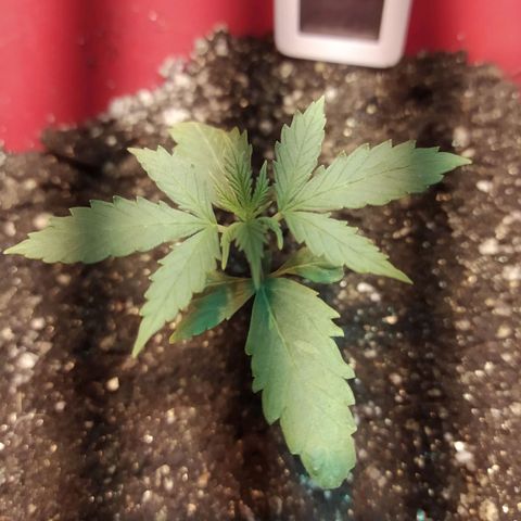 Марта growlog photo: 5 ярус вышел 