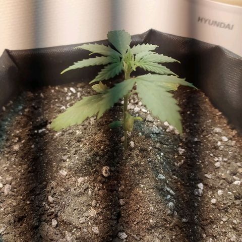 Марта growlog photo: Первичные листья завяли и опустились вниз