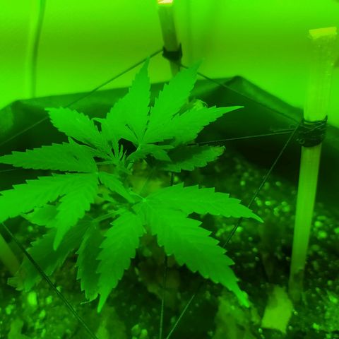 Марта growlog photo: Начало scrog. 