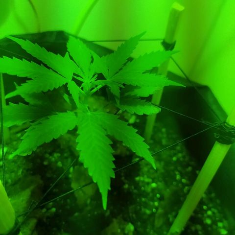 Марта growlog timeline photo