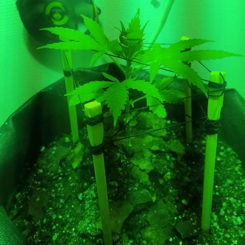 Марта growlog photo: Scrog двойной самодел, конский хвост 1 день