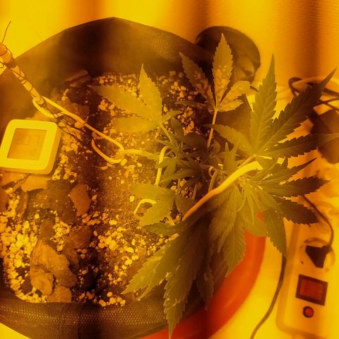 Марта growlog photo: Световой/тепловой ожег. Обожгла листву водой под прожектором 6500к плохого качества, они греются! 