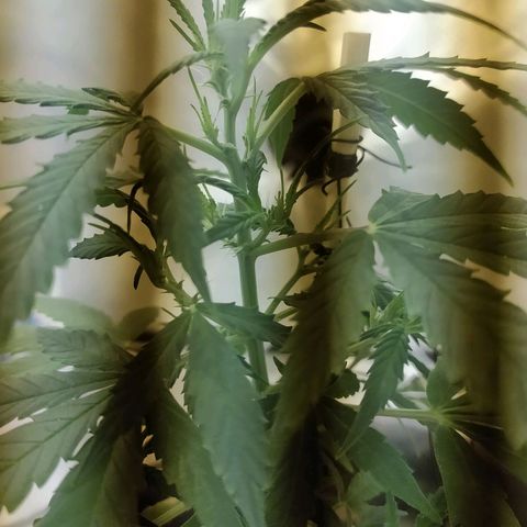 Марта growlog timeline photo