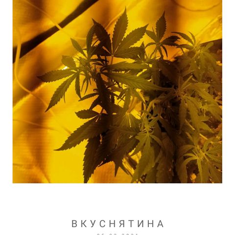 Марта growlog photo: Полив 600 мл