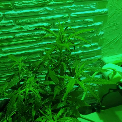 Марта growlog photo: Небольшой избыток азота на предцвете, промывать чистой водой пш 6.5 2 дня