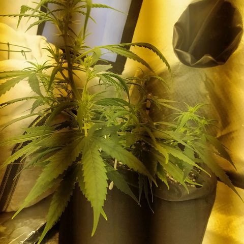 Марта growlog photo: Азот уходит. 