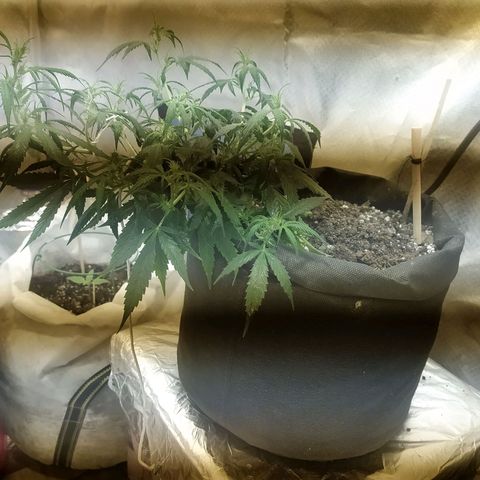 Марта growlog photo: Подвязала макушку