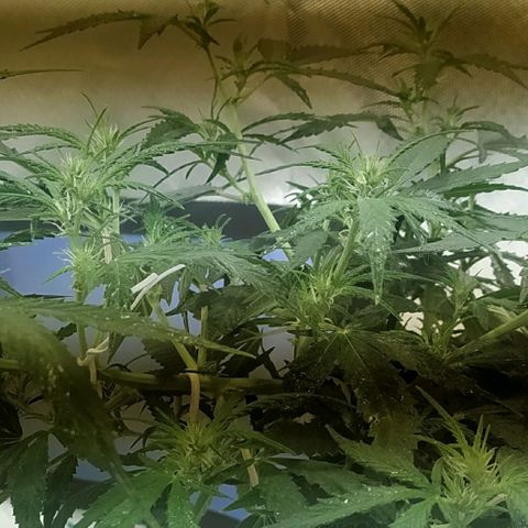 Марта growlog photo: Цветение