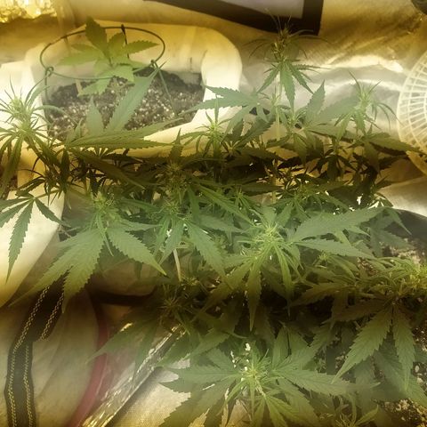 Марта growlog photo: Цветки, полив циркон 0.1мл и эм патока 0.5 мл 