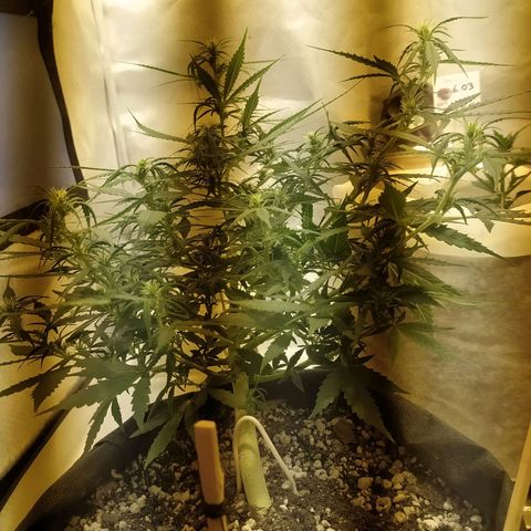 Марта growlog timeline photo