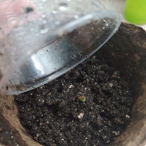 WR ( данные неизвестны )  growlog timeline photo