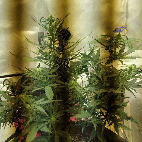 Марта growlog photo: Цветение начало