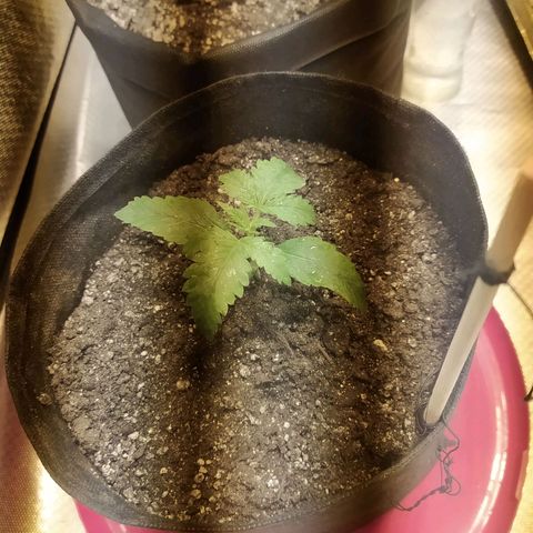 WR ( данные неизвестны )  growlog photo: Здравень по листу