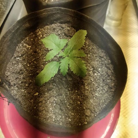 WR ( данные неизвестны )  growlog timeline photo
