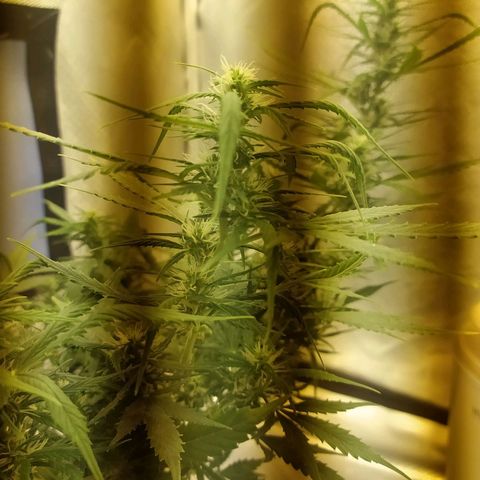 Марта growlog timeline photo
