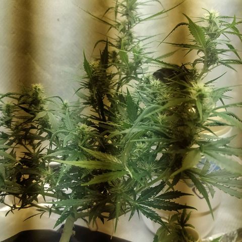 Марта growlog timeline photo