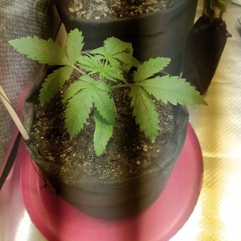WR ( данные неизвестны )  growlog photo: Перидоксин+никотинка