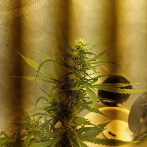 Марта growlog photo: Перидоксин+никотинка