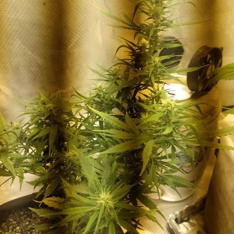 Марта growlog photo: Перидоксин+никотинка