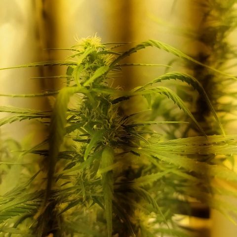 Марта growlog photo: Перидоксин+никотинка