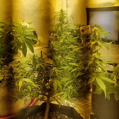 Марта growlog timeline photo