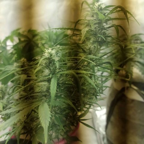 Марта growlog timeline photo