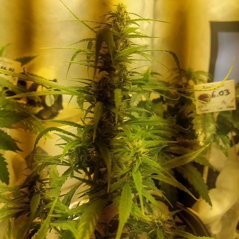 Марта growlog timeline photo