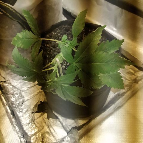 WR ( данные неизвестны )  growlog photo: Лст