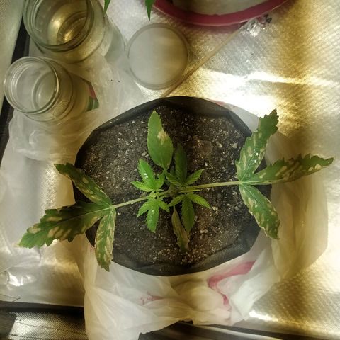 WR ( данные неизвестны )  growlog timeline photo