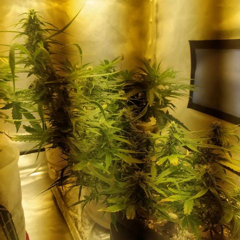 Марта growlog timeline photo