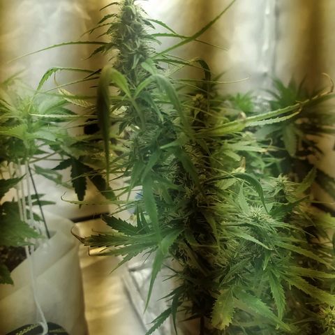 Марта growlog timeline photo