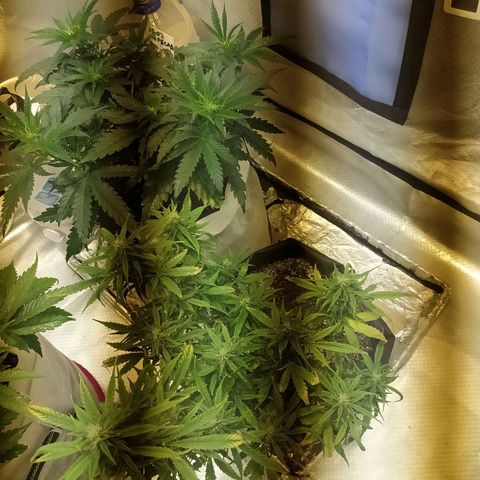 Марта growlog timeline photo