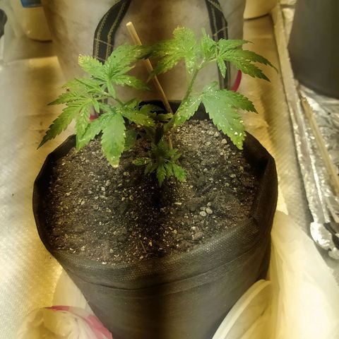 WR ( данные неизвестны )  growlog photo: Хб101