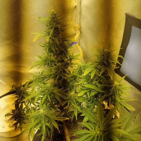 Марта growlog photo: Трихомы молчные и янтарь на 5%