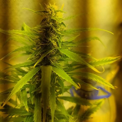 Марта growlog photo: Трихомы молчные и янтарь на 5%