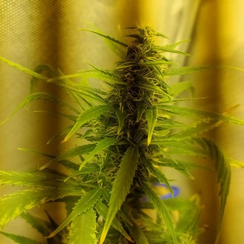 Марта growlog timeline photo