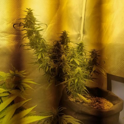 Марта growlog timeline photo