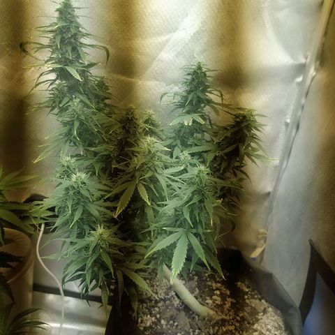 Марта growlog timeline photo