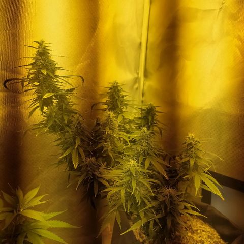 Марта growlog timeline photo
