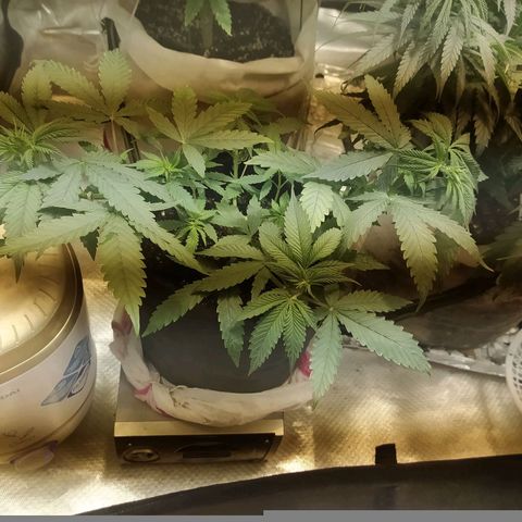 WR ( данные неизвестны )  growlog timeline photo